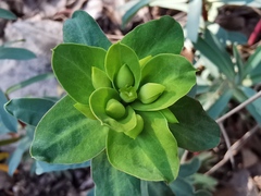 Euphorbia nicaeensis