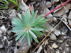 Euphorbia nicaeensis