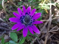 Anemone hortensis