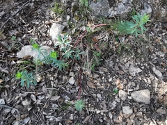 Euphorbia nicaeensis