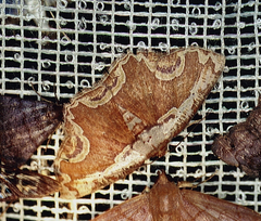 Sabulodes ornatissima