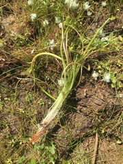 Triglochin scilloides