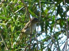 Vireo chivi