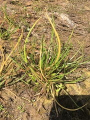 Triglochin scilloides