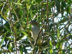 Vireo chivi