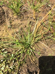 Triglochin scilloides