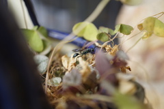 Chalybion zimmermanni