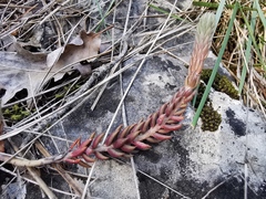 Petrosedum