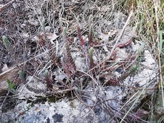 Petrosedum