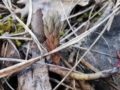 Petrosedum