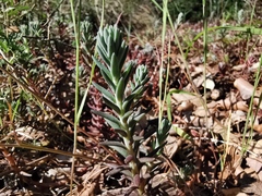 Petrosedum