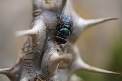 Chrysomya rufifacies