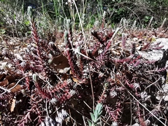 Petrosedum