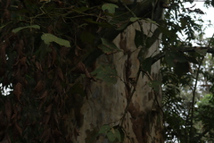 Platanus mexicana