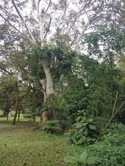 Platanus mexicana