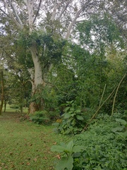 Platanus mexicana