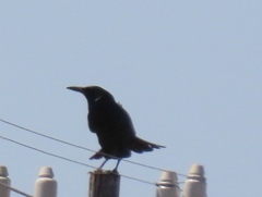 Corvus capensis