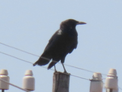 Corvus capensis