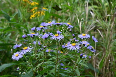Aster maackii