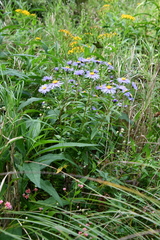 Aster maackii