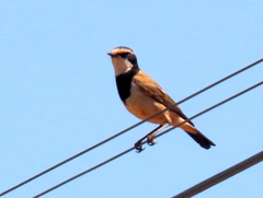 Oenanthe pileata pileata