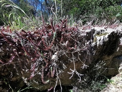 Petrosedum