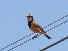 Oenanthe pileata pileata