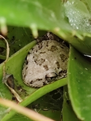 Boana pulchella