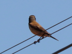 Oenanthe pileata pileata