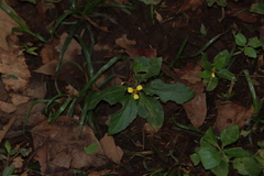 Calyptocarpus vialis