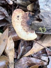 Fuscopostia fragilis