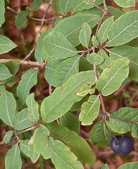 Lonicera nigra