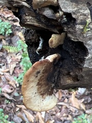 Fuscopostia fragilis