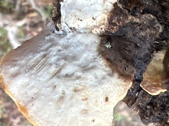 Fuscopostia fragilis