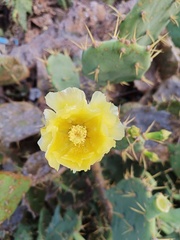Opuntia dillenii