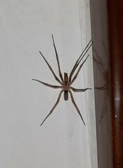 Filistata insidiatrix