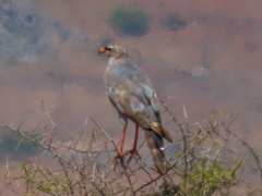 Melierax canorus canorus