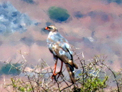 Melierax canorus canorus