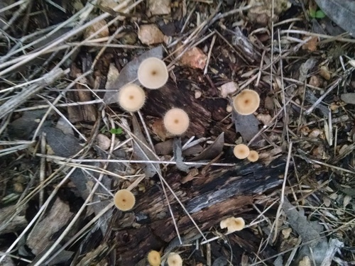 Lentinus swartzii image
