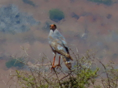 Melierax canorus canorus