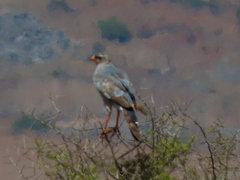 Melierax canorus canorus