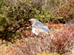 Melierax canorus canorus