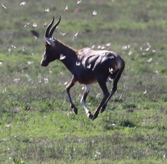 Damaliscus pygargus phillipsi