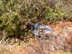 Melierax canorus canorus