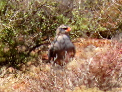 Melierax canorus canorus