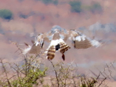 Melierax canorus canorus