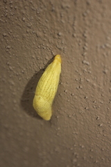 Elisolimax flavescens