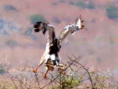 Melierax canorus canorus