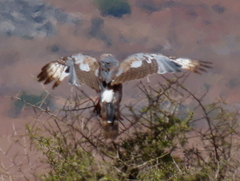 Melierax canorus canorus