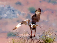 Melierax canorus canorus